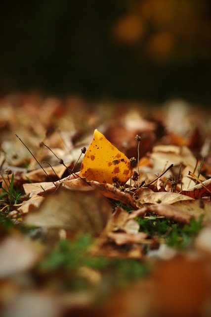 韩足晚报（2025.11.15~16）华川创韩女足新时代