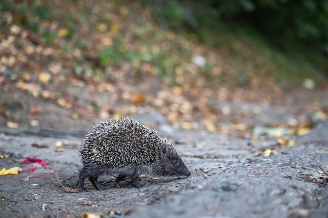 后赛的高压 后赛的高压